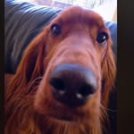 RUBY and FINN 🇮🇪🐾 - @ruby_irish_setter - Instagram