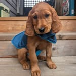Ruby Blue the Golden Irish - @missrubyblue - Instagram