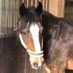 Ruby 🌿Irish cob/ Tinker🌿 - @soulhorse.ruby - Instagram