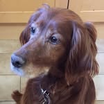 @ruby_irish_setter_rescue - Instagram