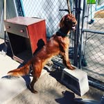 Ruby Lucy (irish Setter) - @irish_ruby_setter - Instagram