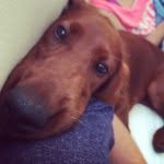 Ruby • Irish Setter - @dogs.anonymous - Instagram