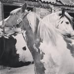 Ruby-Rose & Ace - @ruby_irish_cob - Instagram