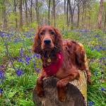 Ruby Rose the Irish Red Setter - @rubyroseredsetter - Instagram