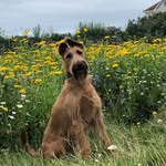 Ruby - @ruby.irishterrier - Instagram