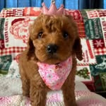 Ruby - @ruby.mini_red_irish_poodle - Instagram