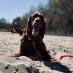 Ruby - @ruby.the.irish.setter - Instagram