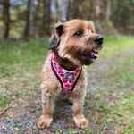 Ruby - @ruby_the_irish_doggie - Instagram