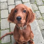 Ruby - @ruby_the_irish_setter - Instagram
