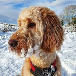 Ruby the Irish Doodle ☘🐶 - @ruby_theirishdoodle - Instagram