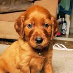 Ruby The Irish Setter - @pup_named_ruby_roo - Instagram