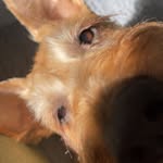 Ruby The Irish Terrier - @rubytheirishterrier - Instagram