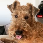 Ruby The Irish Terrier 🐾🍀 - @ruby_theirishterrier - Instagram
