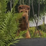 RUBY TUESDAY - @ruby_irishterrier - Instagram