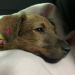 @rubyirish_terrier - Instagram