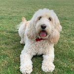 Ruby Jarrett - @rubycockapoo4 - Instagram