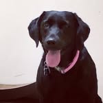 Ruby Jensen - @rubylab_and_duffdoodle - Instagram
