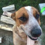 Ruby Jensen - @ruby.redheeler - Instagram