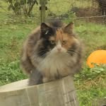 Ruby Johnston - @rubyjohnston2007 - Instagram