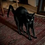 Ruby Johnstone - @antiquarianlibrarian - Instagram