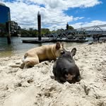 Ruby & Olive - @rubyandolivejustus - Instagram