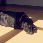 Ruby Keller 🐶👑 - @ruby_keller - Instagram