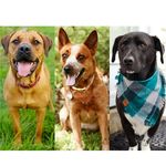 DUKE + RUBY + KNOX - @duke.ruby.knox.573 - Instagram