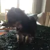 🤍𝔸𝕟𝕚𝕞𝕒𝕝𝕤❤️ - @ruby.knox.pupps - TikTok