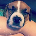 Ruby Knox taken - @its_yo_home_dog_ruby_ - Instagram