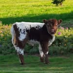 Ruby Kyle - @gracehillfarmco - Instagram