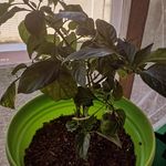 Ruby Lockett - @virtuousgardens - Instagram