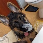 @rubylockett_thegermanshepherd - Instagram