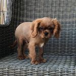Cavalier Luke - @luke_cavalier_ruby - Instagram