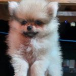 Luke_Luna_Ruby - @luke_luna_rubyspitz - Instagram