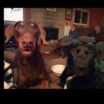 Ruby And Luke - @da.hainline.pups - Instagram