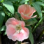 Ruby Lund - @sagebrush_95 - Instagram