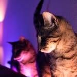 Ruby & Savannah Manly - @manlykitties - Instagram