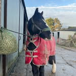 Ruby Manning 🤍 - @equine.rubyyyyy - Instagram