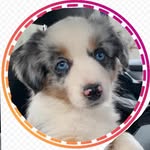 Ruby 🐶🐾 Beautiful Massie girl - @rubywiththeblueeyes - Instagram