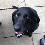Ruby McGowan - @ruby.the.black.lab - Instagram
