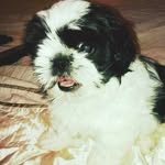 Ruby McManus - @alfie_shi.tzu - Instagram