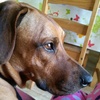 Ruby McNair - @doglover8279 - TikTok