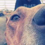 Ruby Meadows - @rubythepitbullprincess - Instagram