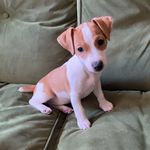 Ruby Moser - Jack Russell 🐶🇬🇧 - @ruby_jackrussell_moser - Instagram
