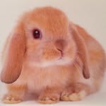 Ruby Okamura - @pinkbunirabit - Instagram