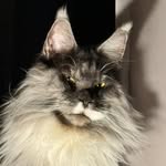 Ruy Okamura - @ruy_okamura - Instagram