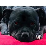 Ruby parsons - @staffieprincessruby - Instagram