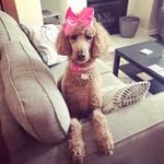 Ruby Red Parsons🐩👑 - @rubythestandard - Instagram