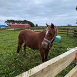 Ruby Patterson - @ruby4horse - Instagram