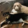 Ruby & Penny Dog - @rubyandpennydog - TikTok